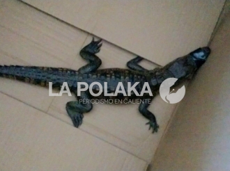 Para Narcos Exóticos