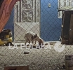 Sicarios de 4 Patas