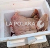 Instalan Casilla del ISSSTE