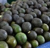 Narcos Pasados de Lanza