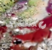 Río de Sangre en Parral