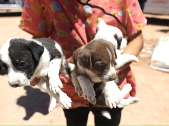 Perros Infecciosos