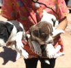 Perros Infecciosos