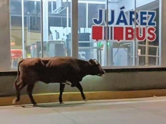 El Güey Recibe Primeros Auxilios