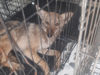 Coyote Cojo a Salvo