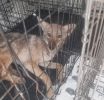 Coyote Cojo a Salvo