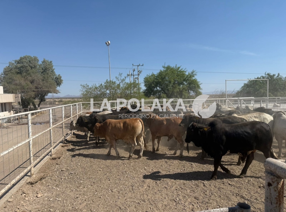 Patadón a Vacas 4T