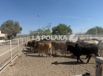 Patadón a Vacas 4T