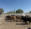 Patadón a Vacas 4T