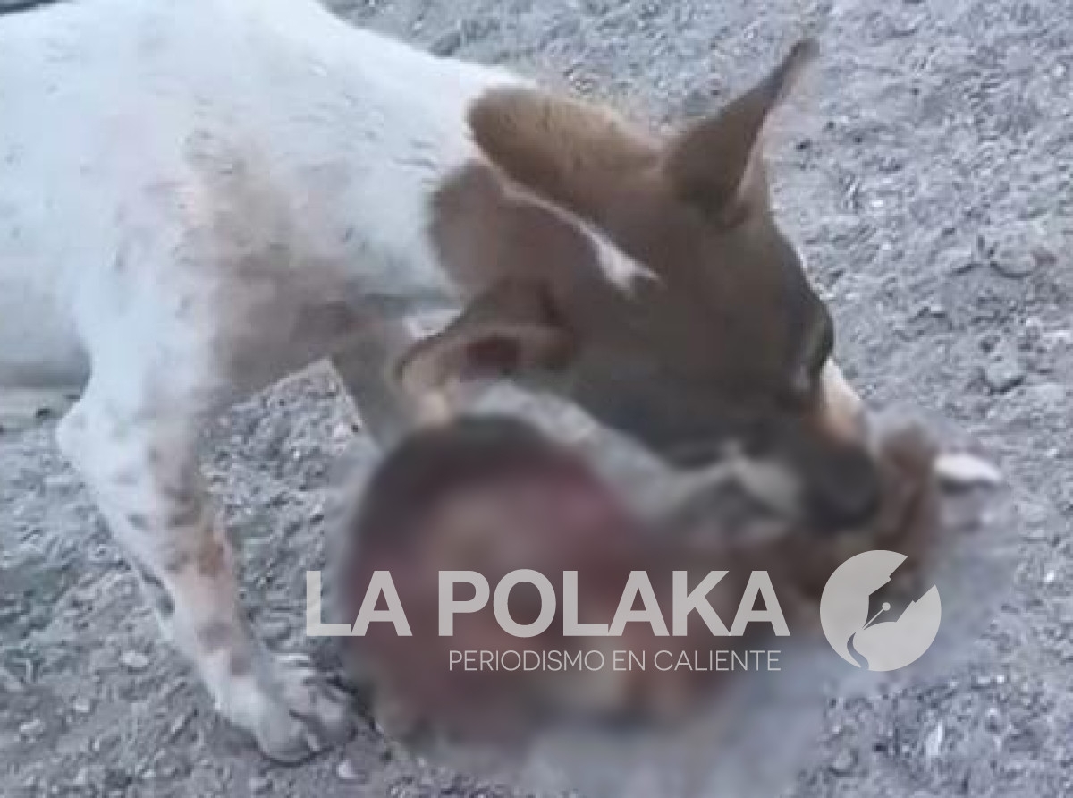 Alimento Balanceado Para Perrros