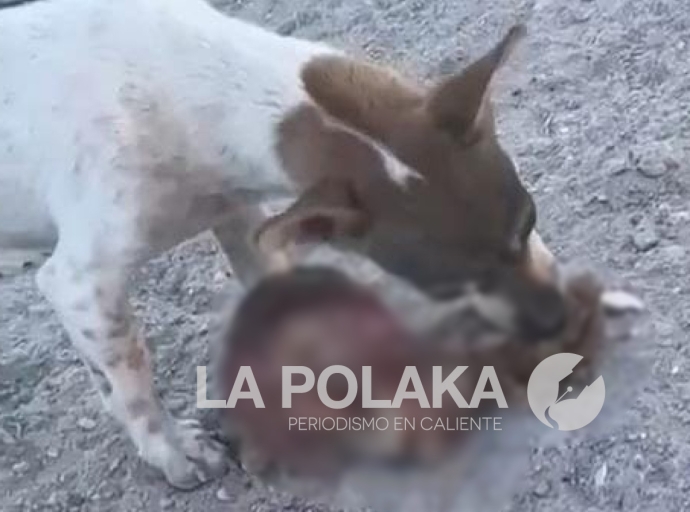 Alimento Balanceado Para Perrros