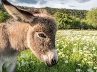 Mar Produ Zión Para la Pis