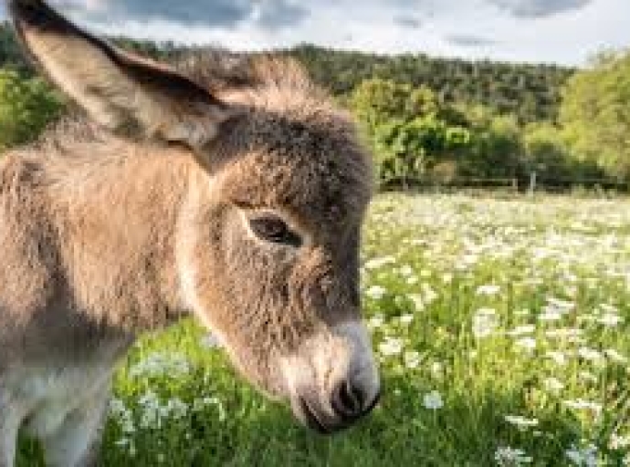 Mar Produ Zión Para la Pis