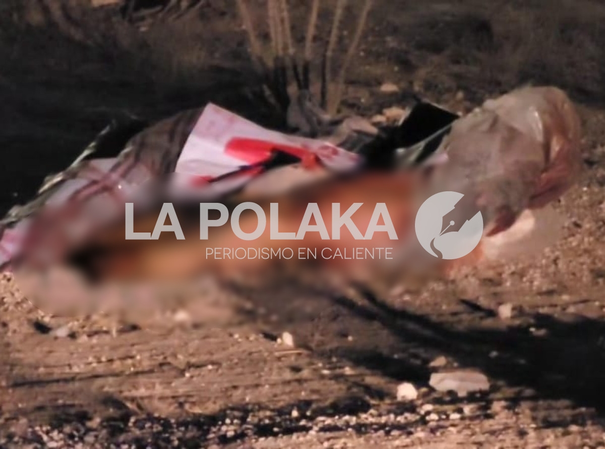 Non Santos Peregrinos 