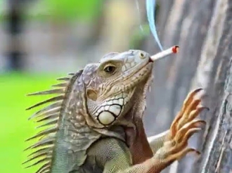 Guerrillera Hippie con A