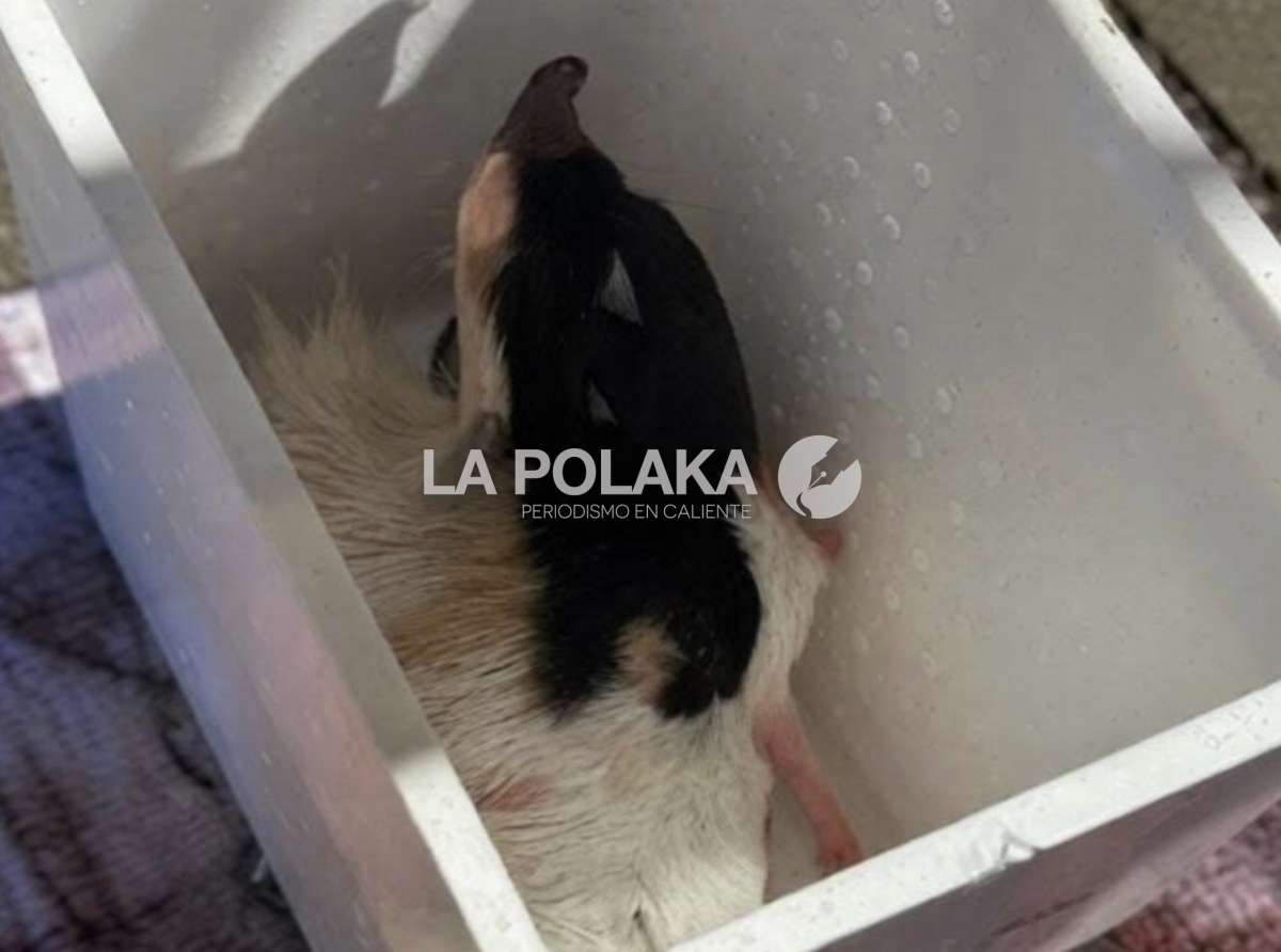 De Chivo los Tamales en Palacio