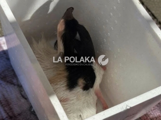 De Chivo los Tamales en Palacio